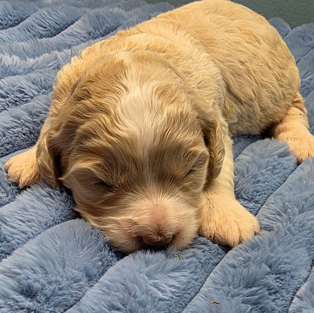 Mini F1b Winnie - Bernedoodle Female
