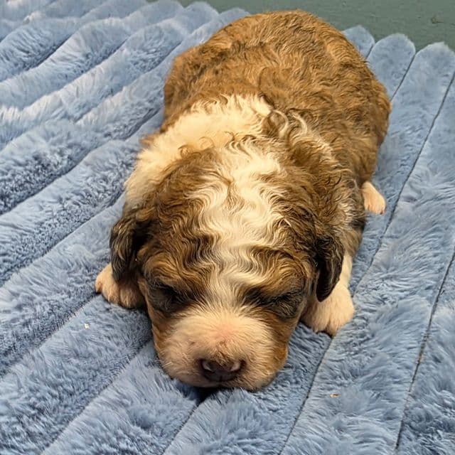 Mini F1b Scooby - Bernedoodle Male