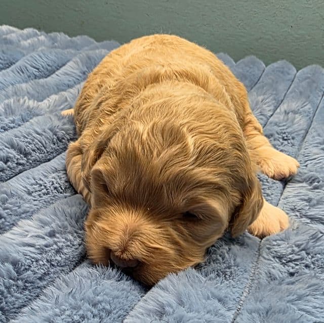 Mini F1b Sally - Bernedoodle Female