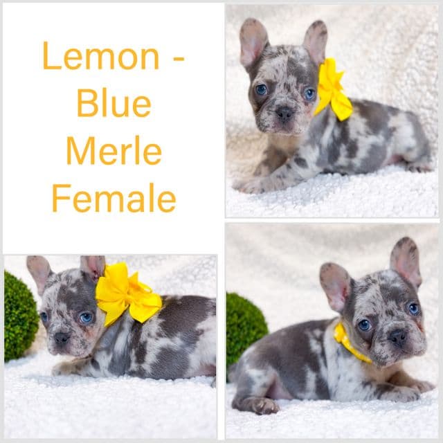 Lemon - French Bulldog Female