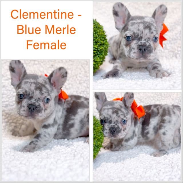 Clementine - French Bulldog Female