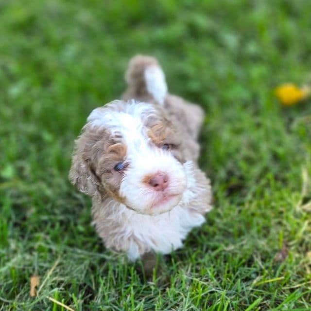 Mini Dolly - Bernedoodle Female