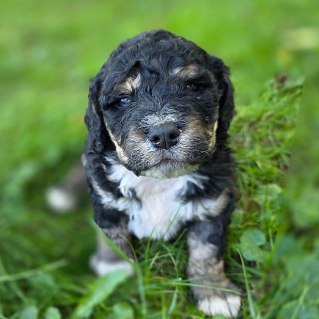 Mini F1b Boomer - Bernedoodle Male