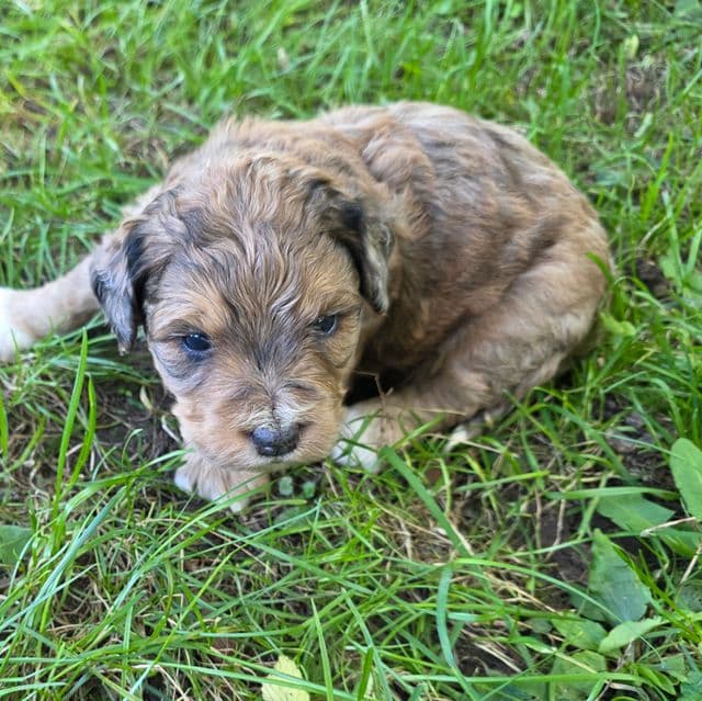 Mini F1b Willy - Bernedoodle Male