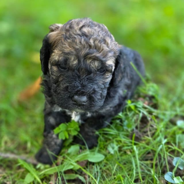 Mini F1b Pinto - Bernedoodle Male