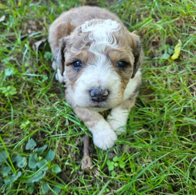 Mini F1b Scooby - Bernedoodle Male