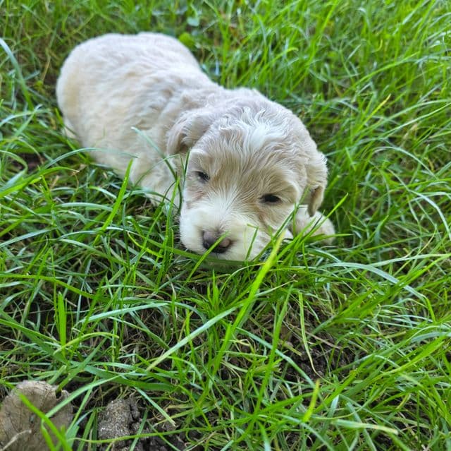 Mini F1b Winnie - Bernedoodle Female
