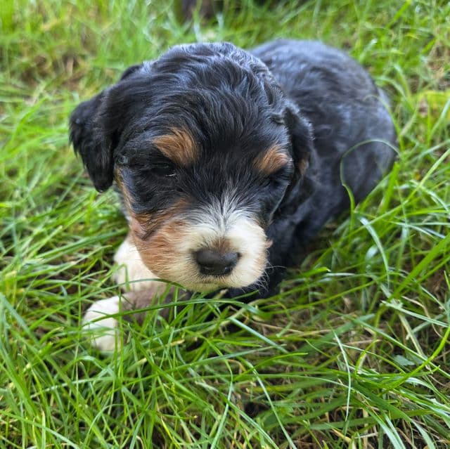Mini F1b Bonnie - Bernedoodle Female