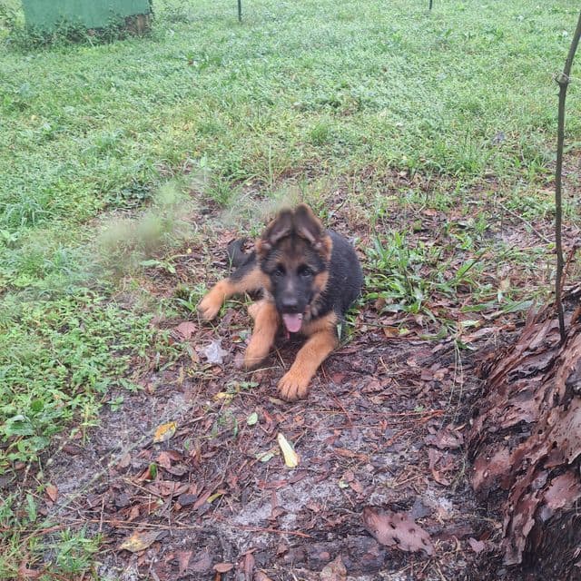 Ivy vom LegendLand - German Shepherd Dog Female