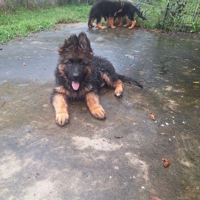 Irwin vom LegendLand - German Shepherd Dog Male