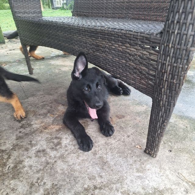 Ivan vom LegendLand - German Shepherd Dog Male