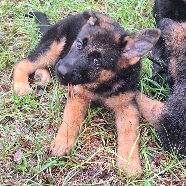 Ivona vom LegendLand - German Shepherd Dog Female