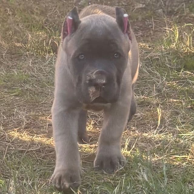 Sasha - Cane Corso Female