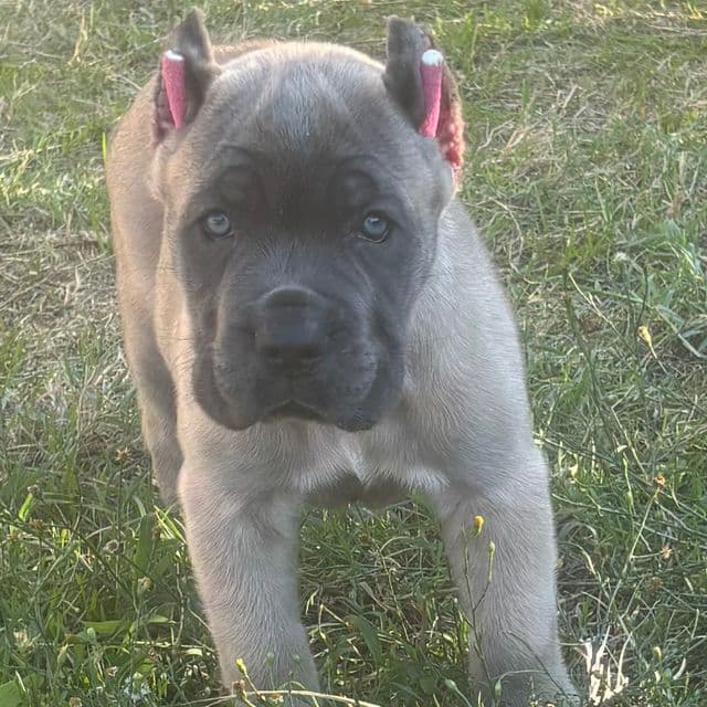 Sasha - Cane Corso Female