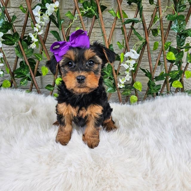 Layla - Yorkshire Terrier Female