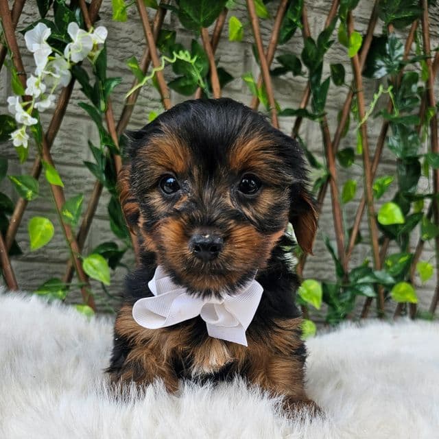 Bastian - Yorkshire Terrier Male