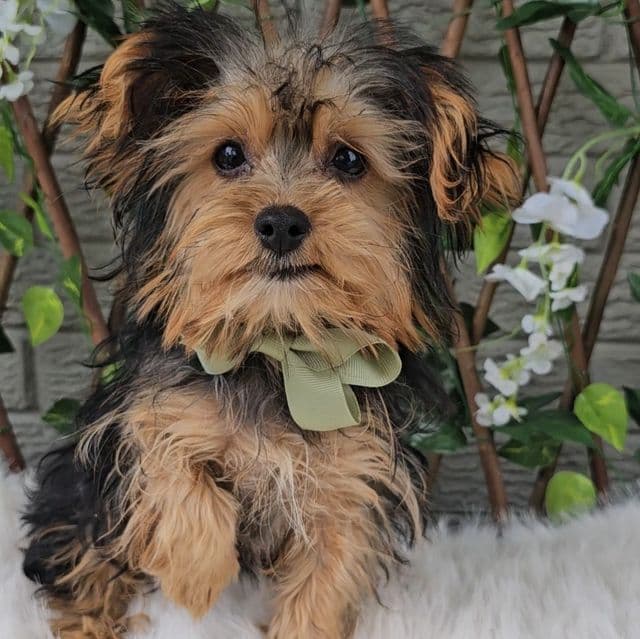 Teacup Teddy - Yorkshire Terrier Male