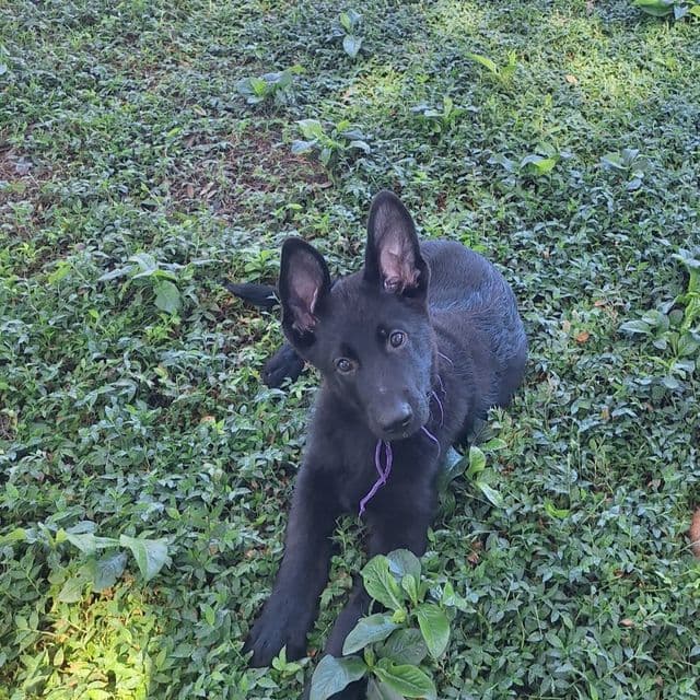 Ivan vom LegendLand - German Shepherd Dog Male