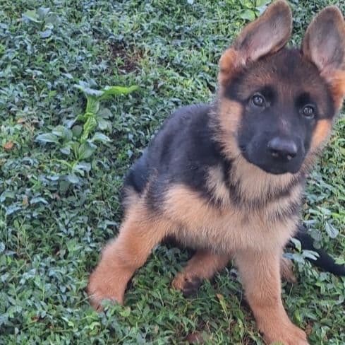 Ivy vom LegendLand - German Shepherd Dog Female