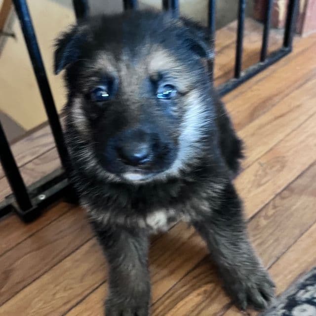 Bodie - German Shepherd Dog Male