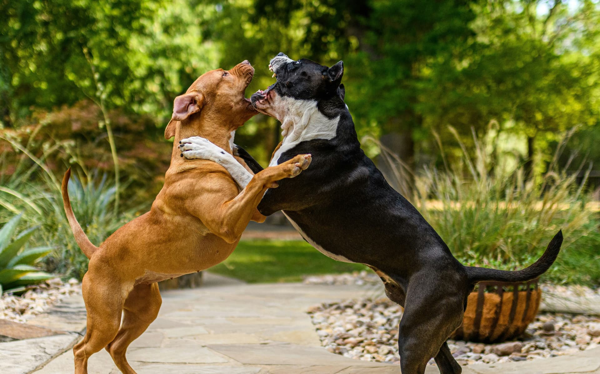 Strongest Dog Breeds in the World
