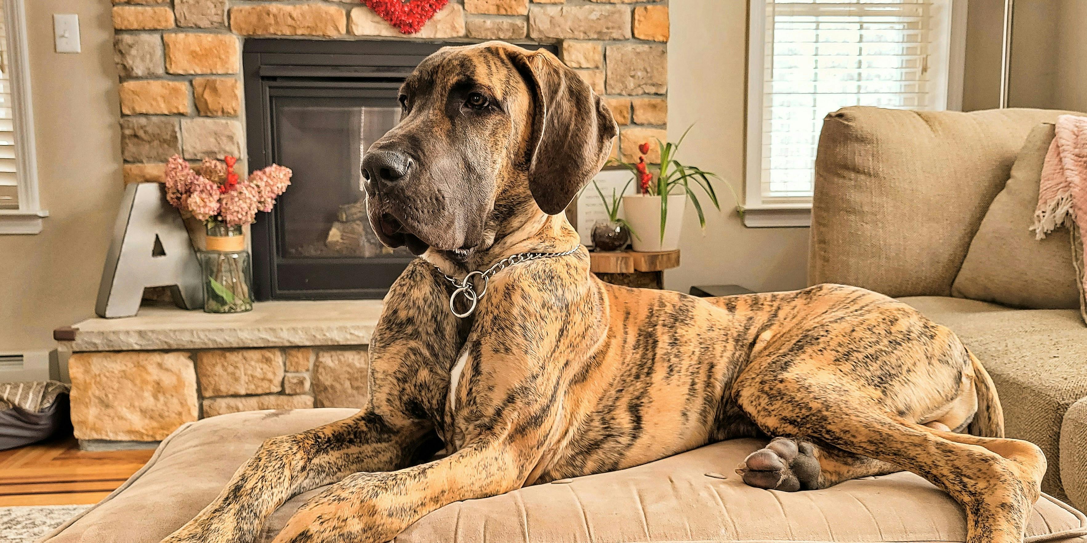 Is Great Dane a Good Family Dog?