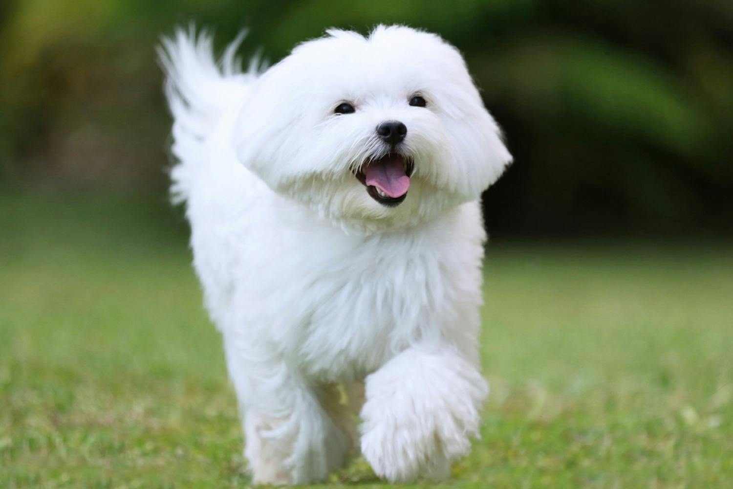 Yorkie vs. Maltese - Which Breed is Right for You?