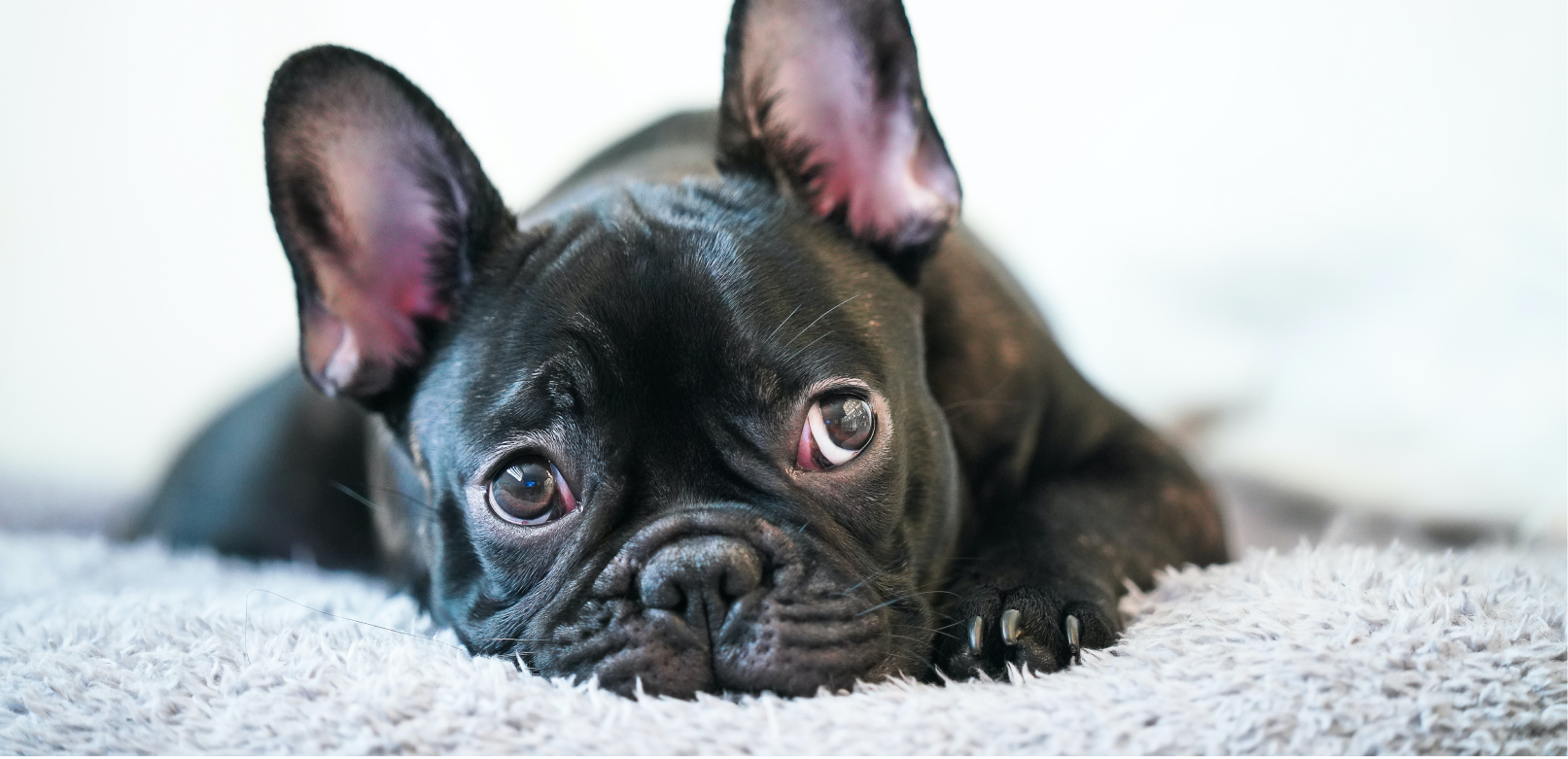Preparing for a French Bulldog Puppy: A Complete Guide
