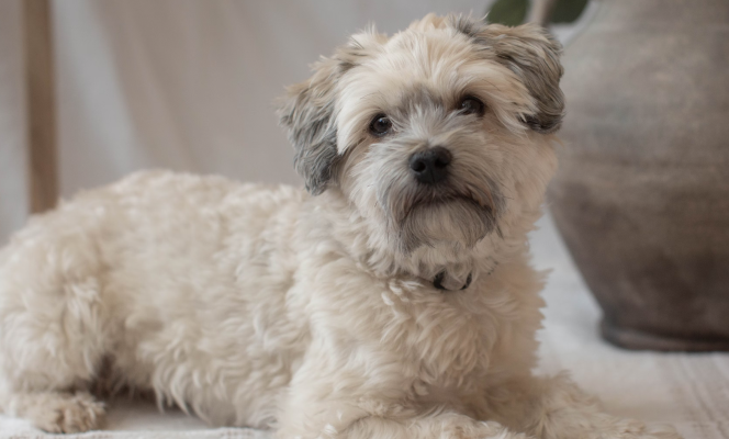Shih tzu vs. Havanese - Which Breed is Right For You
