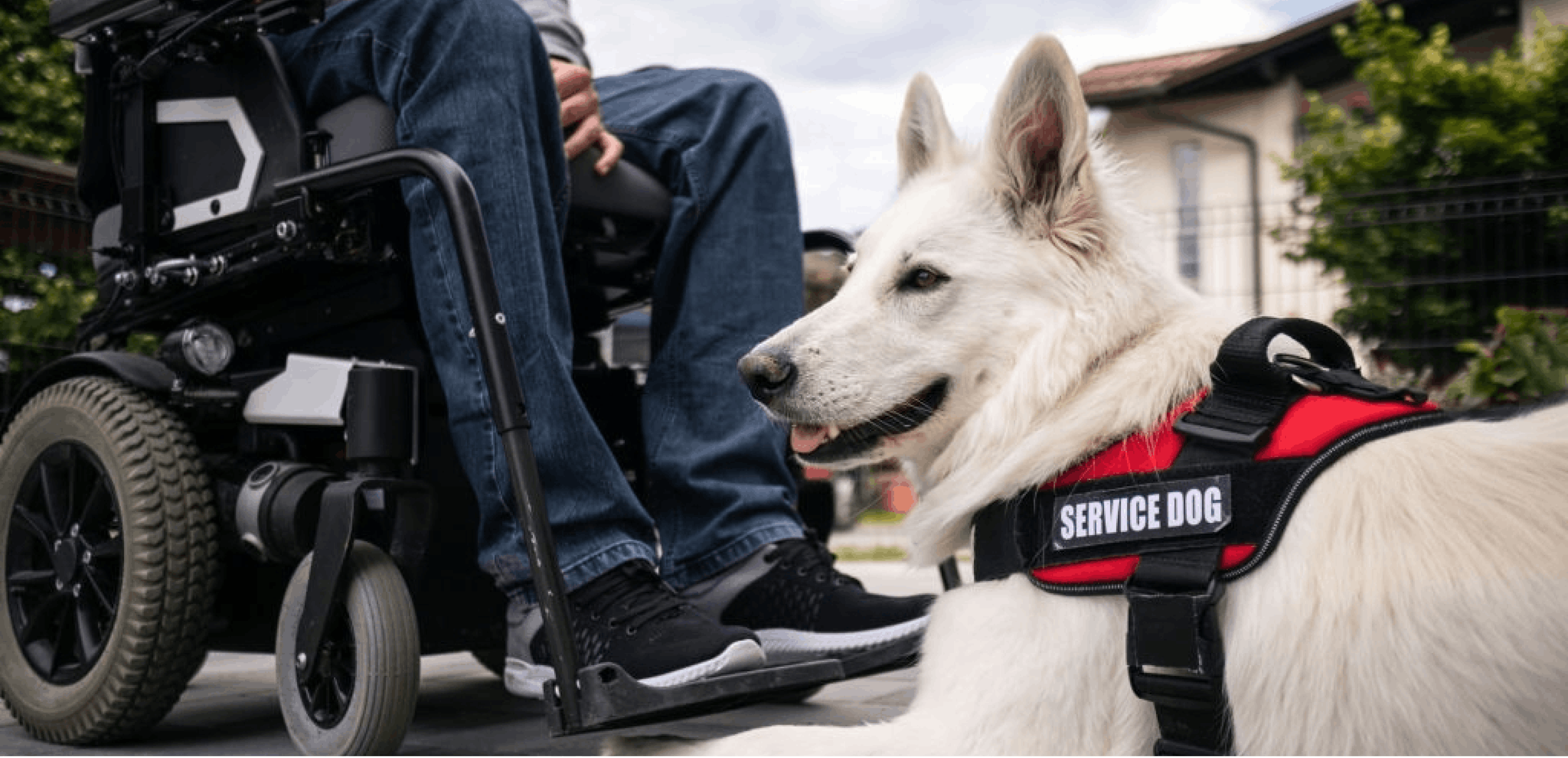 How to Make Your Dog a Service Dog: A Complete Guide