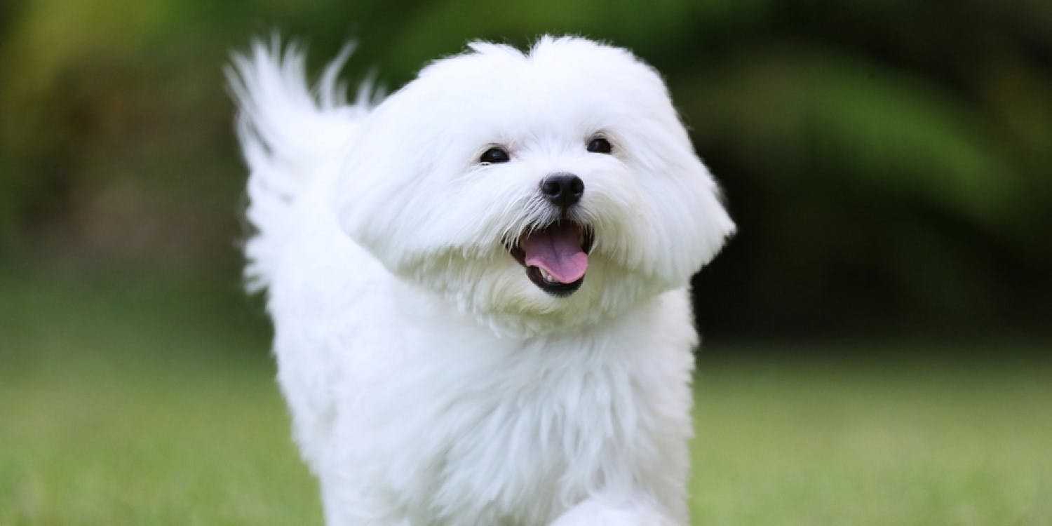 Pros and Cons of Maltese Dogs