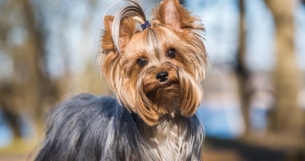 Yorkshire Terrier: Is it Right for Your Family? 
