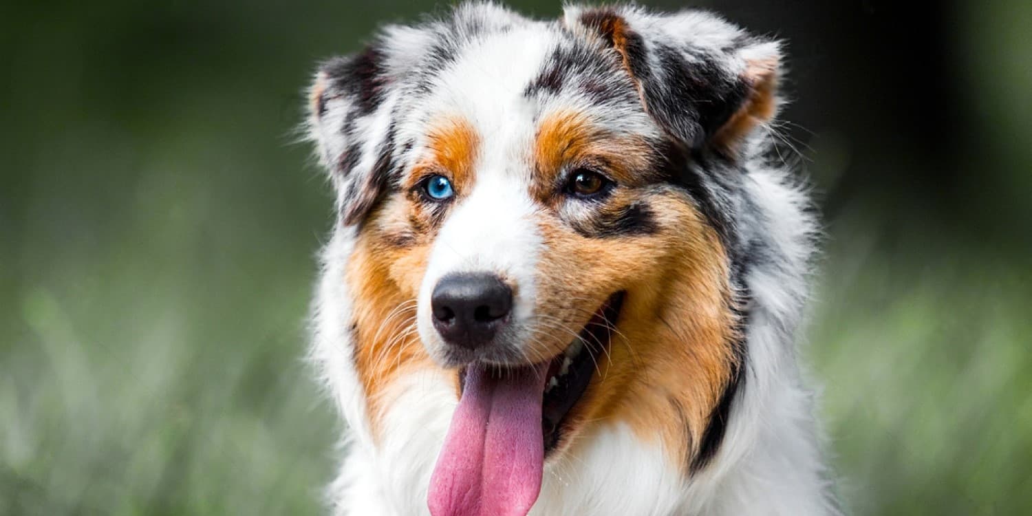 Why Do Australian Shepherds Have Blue Eyes? The Science & Meaning