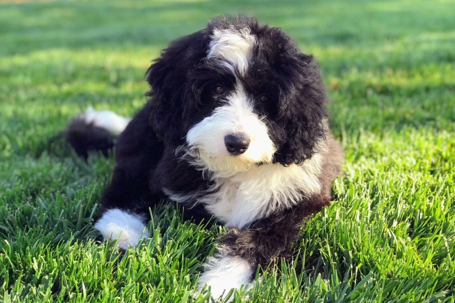 Bernedoodle Fun Facts You May Want to Know
