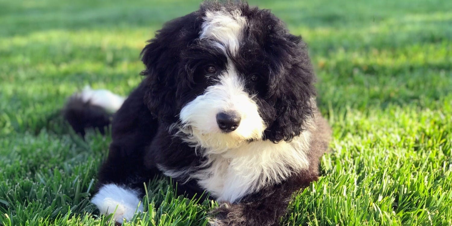 Common Bernedoodle Health Issues
