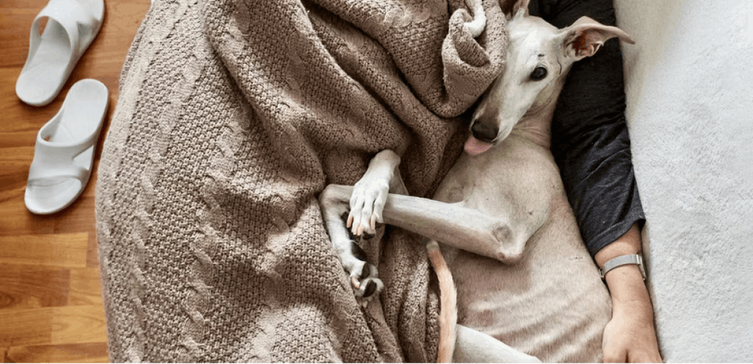 14 Lazy Dog Breeds Who Love Cuddles & Naptime