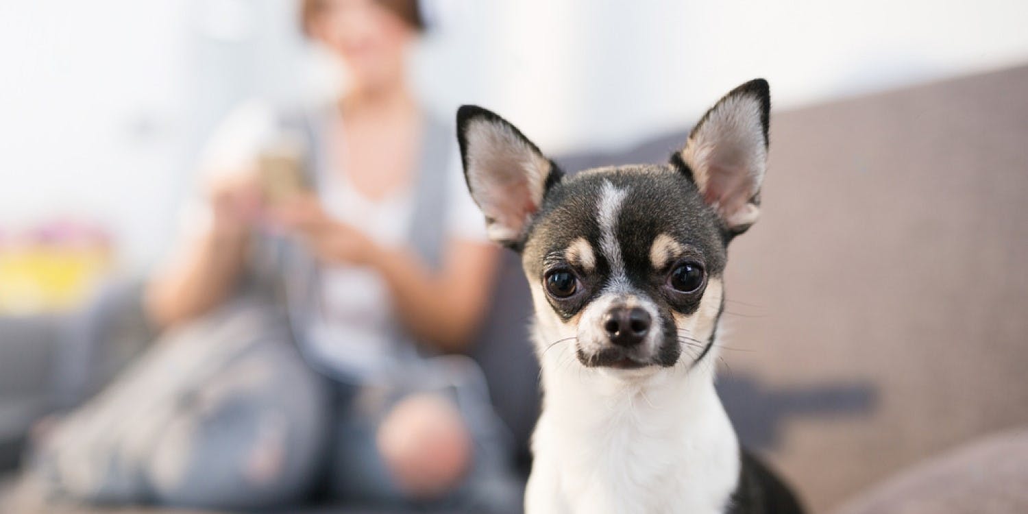 Are Chihuahuas Good House Dogs?