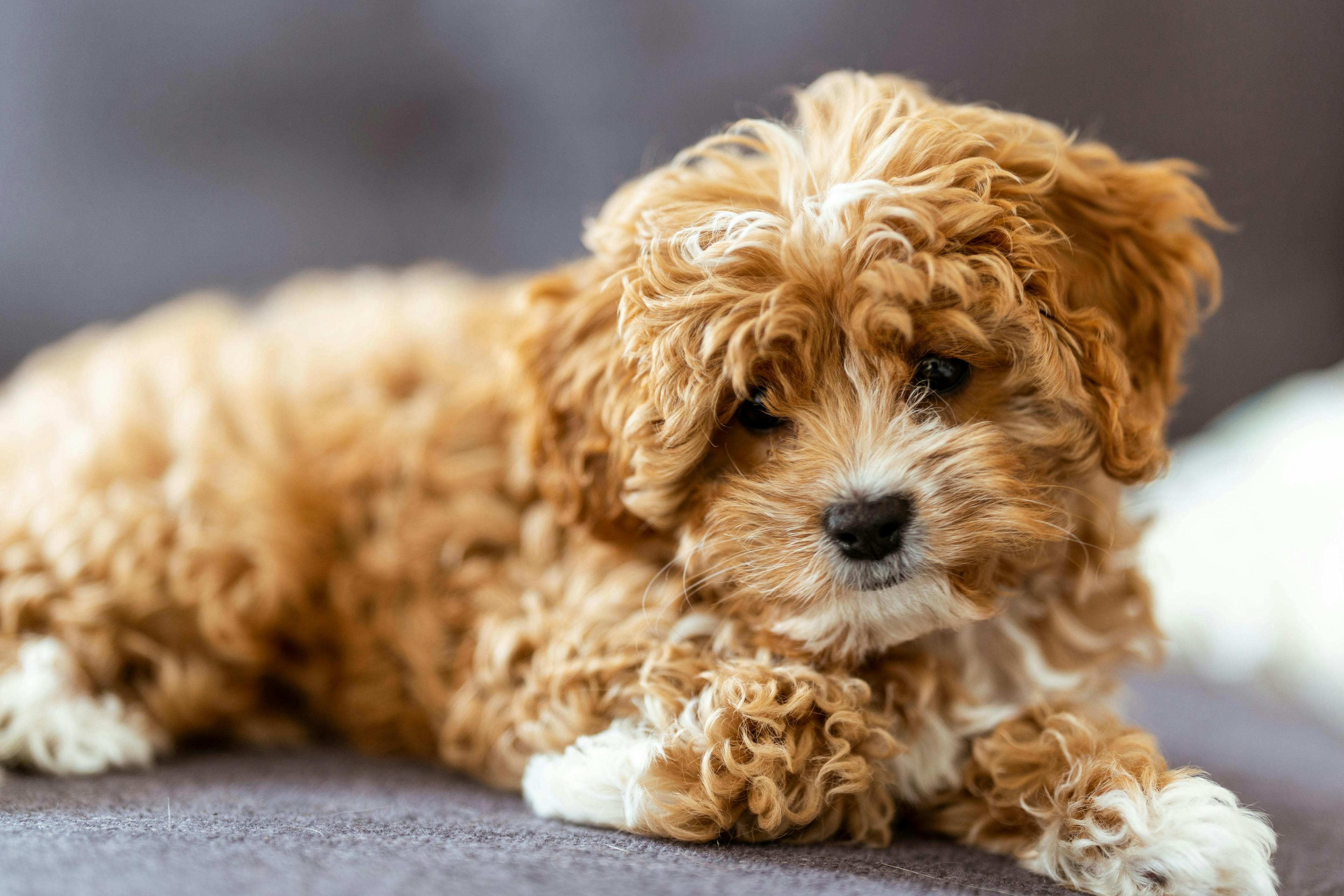 Considering If Cavapoo Is Right For You