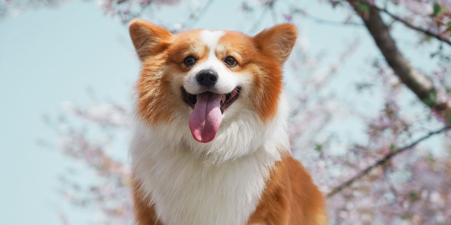 Pros and Cons of Welsh Corgis
