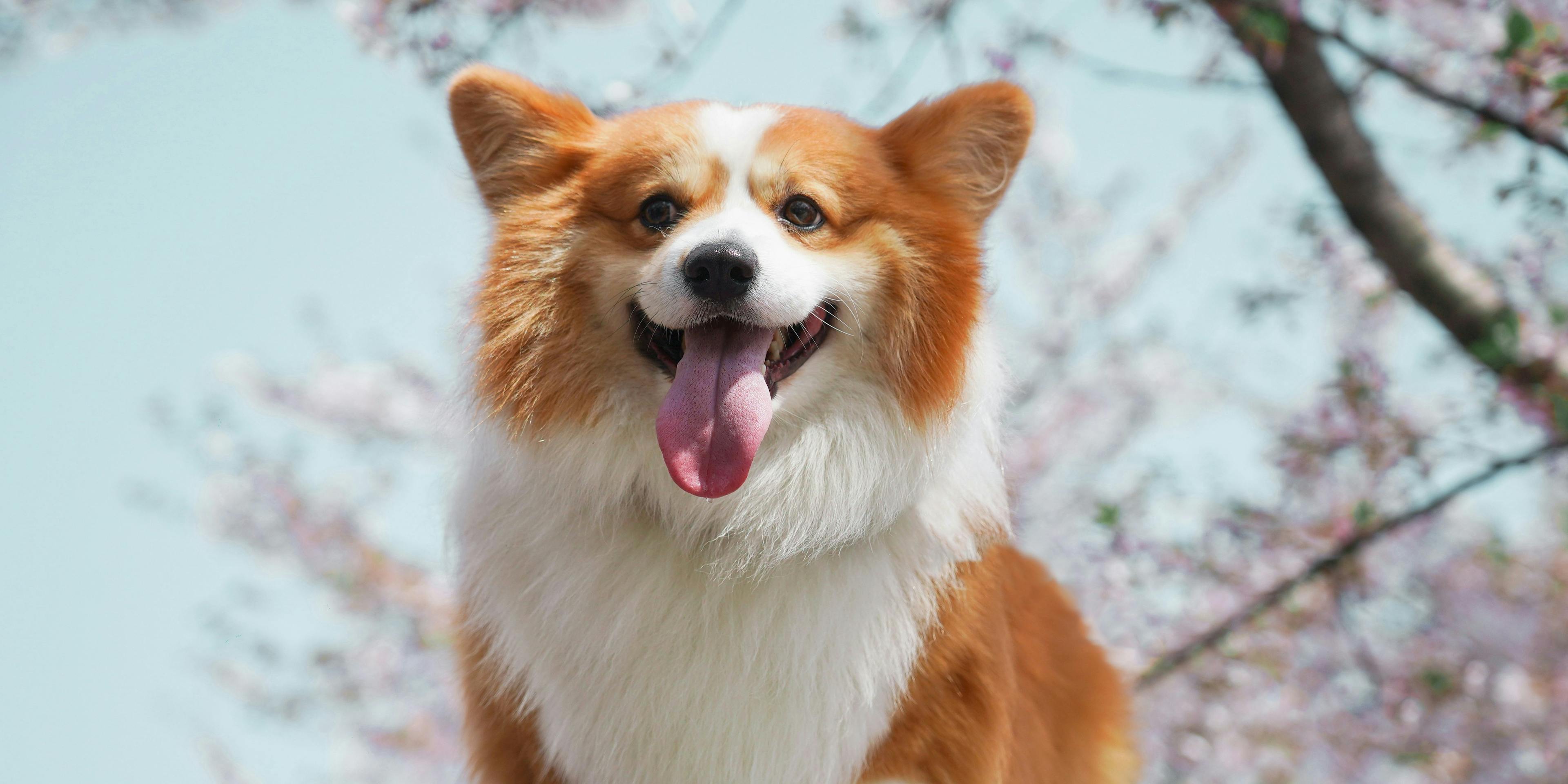 Pros and Cons of Welsh Corgis