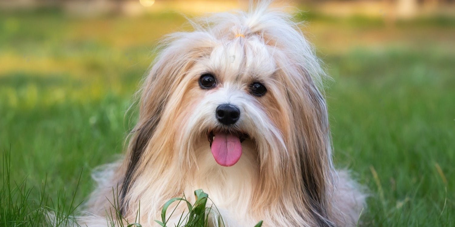 Is Havanese a Good Family Dog?