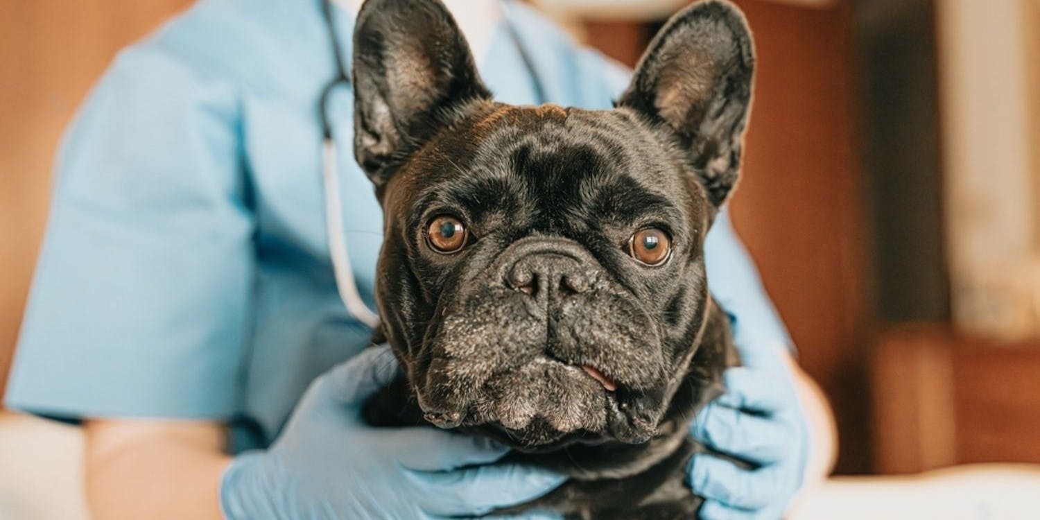 Common French Bulldog Health Issues