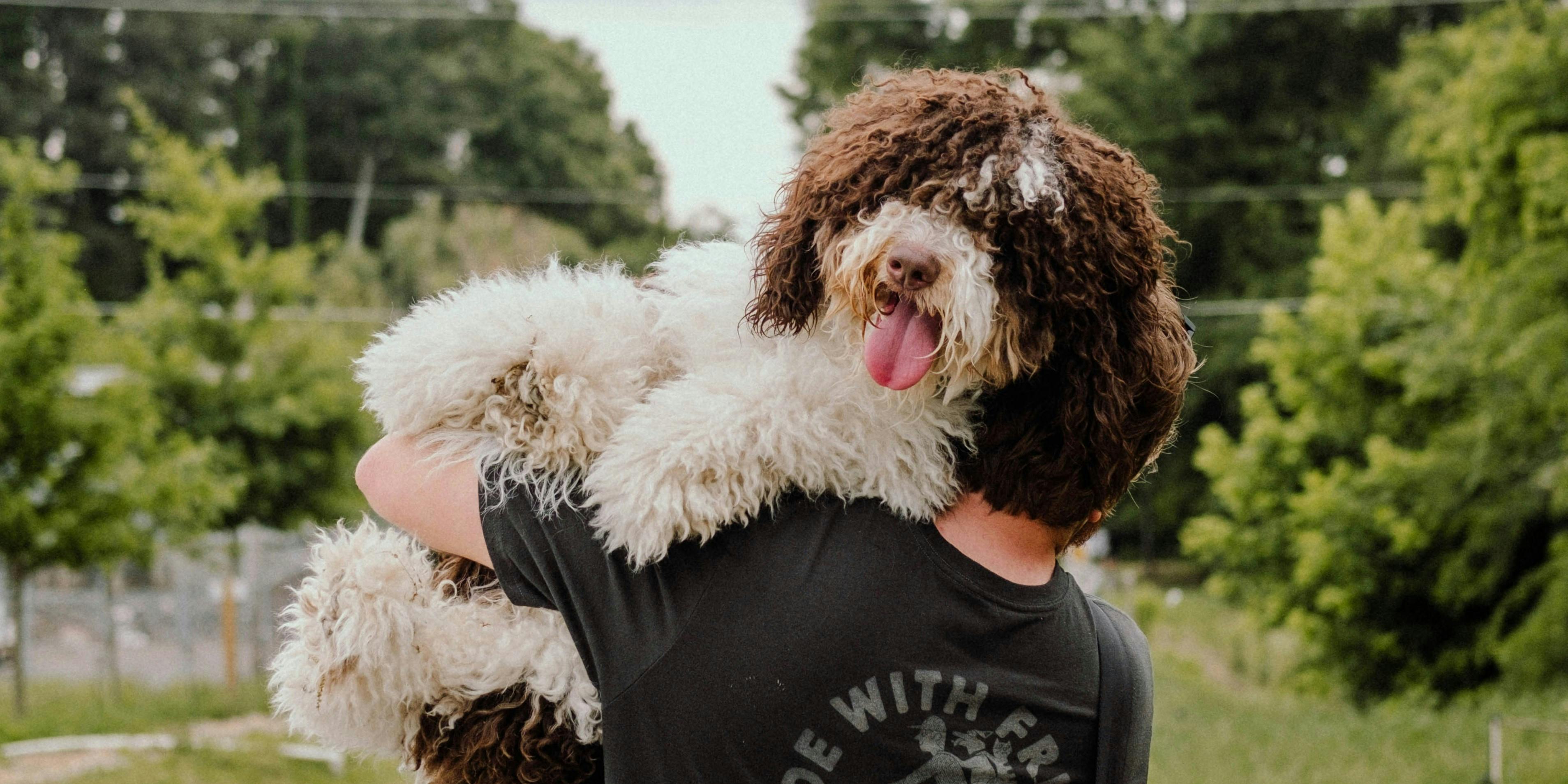 Pros and Cons of Bernedoodles