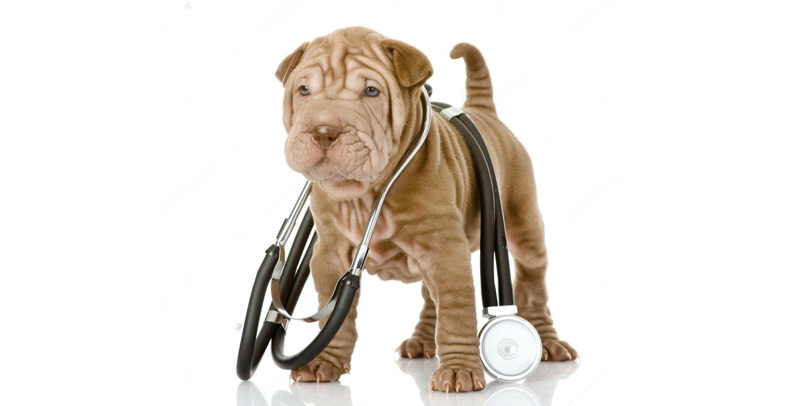 What Health Problems Do Shar-Peis Have?