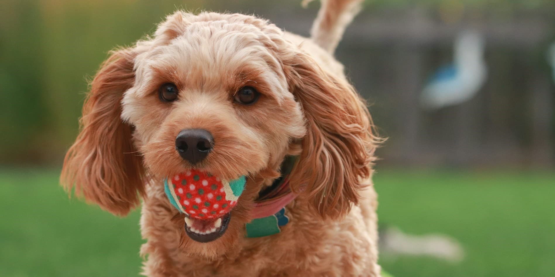 The Cavapoo: Blending of Charm and Companionship