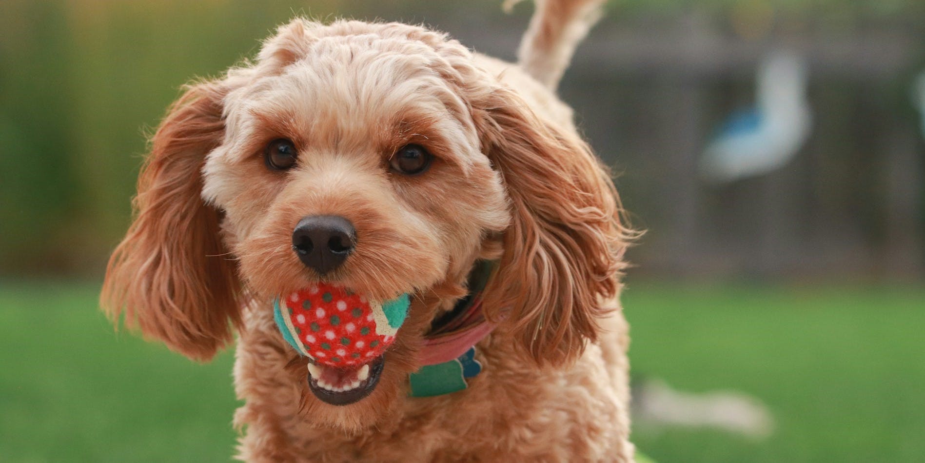 Cavapoo vs. Cockapoo: Which Breed Is Right for You?