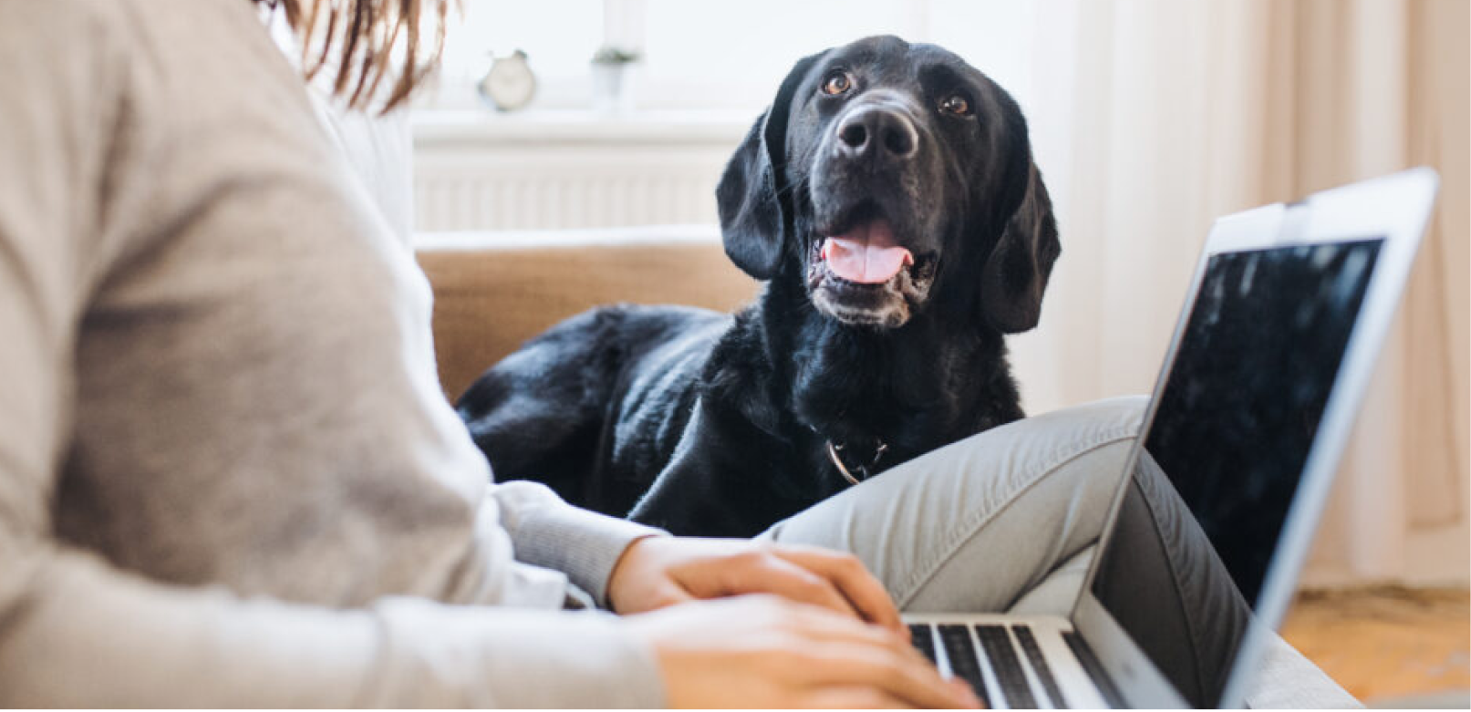 Pet Financing: What Are the Pros & Cons?