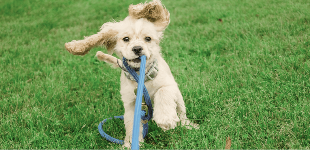 9 Tips for Your Puppy's First Week