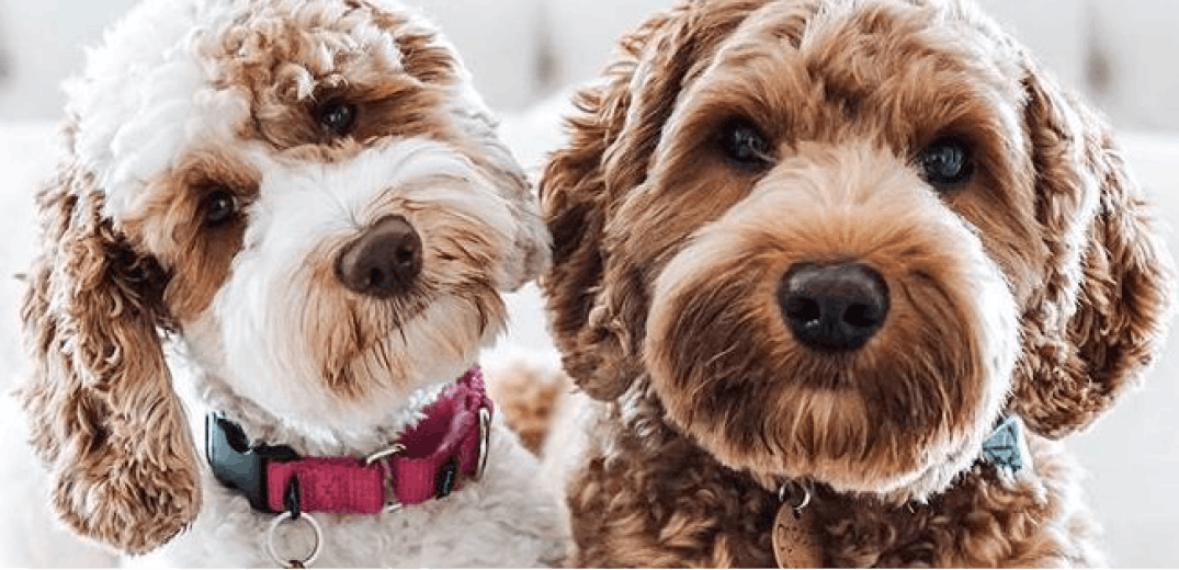 10 Miniature Doodle Breeds + Why We Love Them