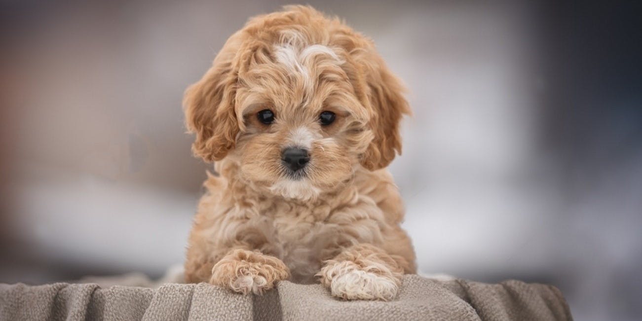 The Cavapoo: Is It the Right Breed for You? 
